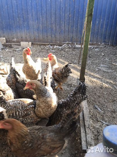Куры петухи
