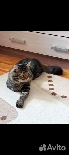 Передержка кошек