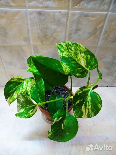 Сциндапсус золотистый лиана