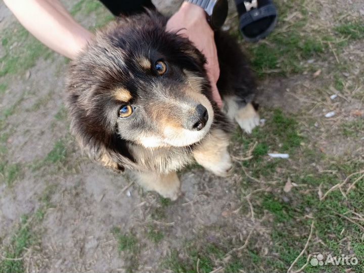 Собака в добрые руки отдам бесплатно