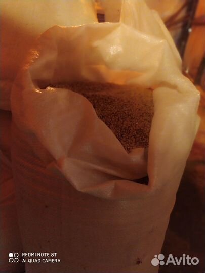 Зерно пшеница