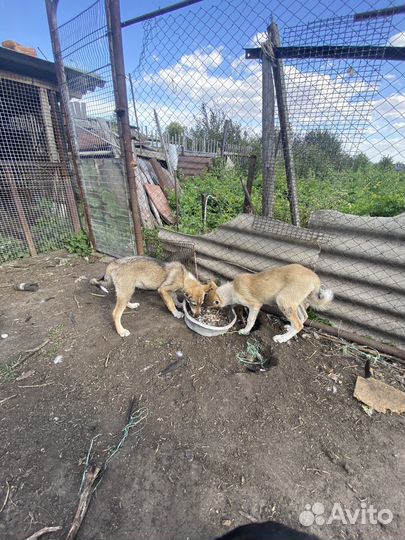 Щенки лайки