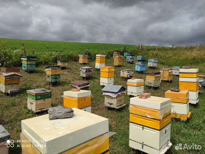 Воск пчелиный