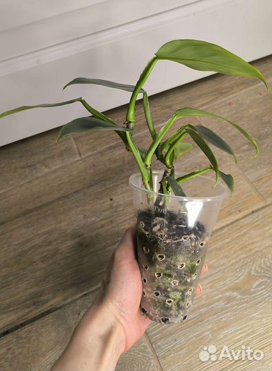 Комнатные растения 2