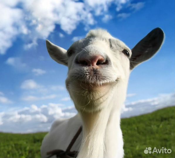 Goat simulator 1 PS4/PS5 (отзывы)