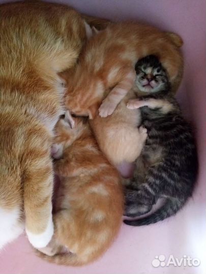 Котята в добрые руки