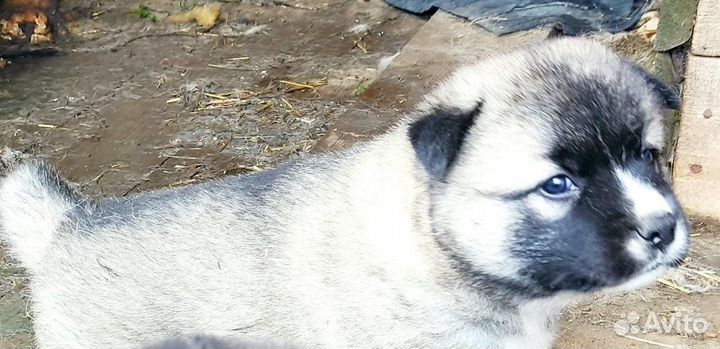 4 ласковых парня ищут себе дом