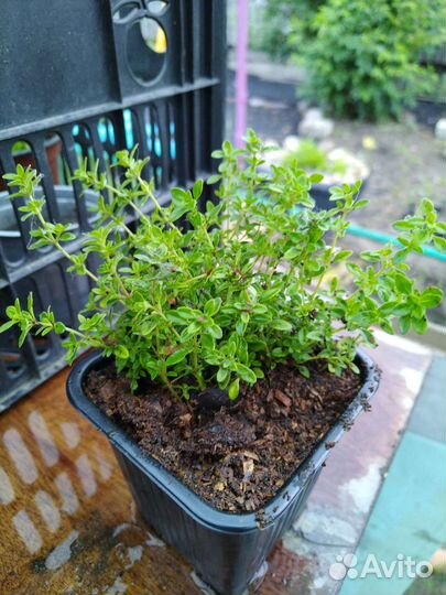 Тимьян (чабрец) медок, мелколистный