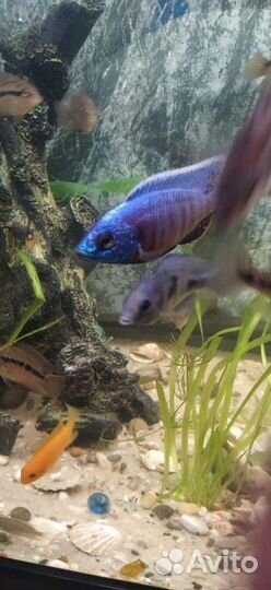 Рыба для аквариумная