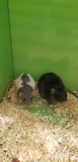 Крысенок дамбо