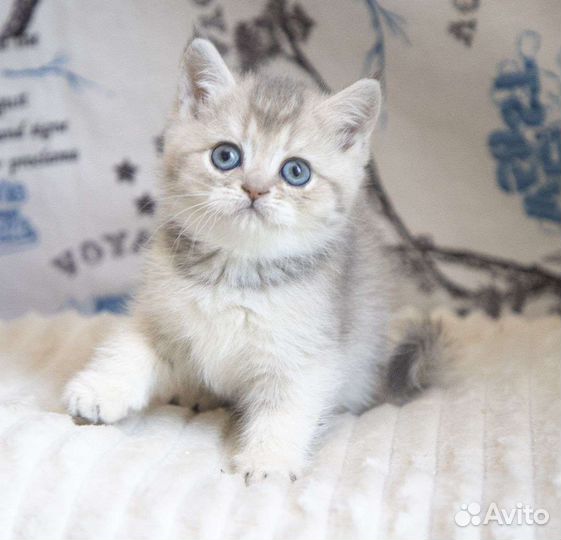 Голубое золото. Кошечка