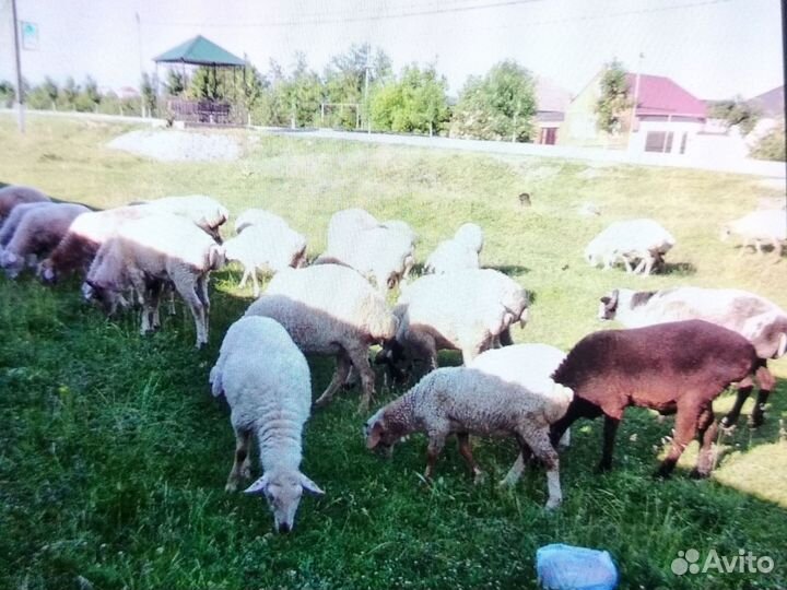 Овцы бараны ягнята