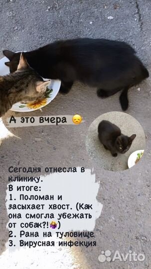 Котенок