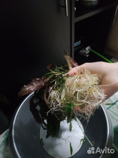 Криптокорина (аквариумные растения)