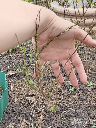 Садовые растения