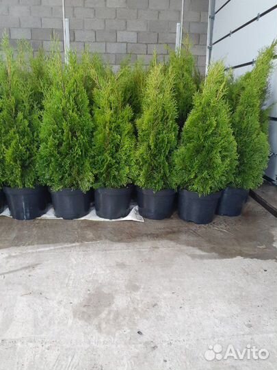 Туя смарагд экстра