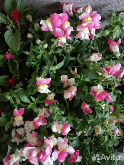 Цветы уличные