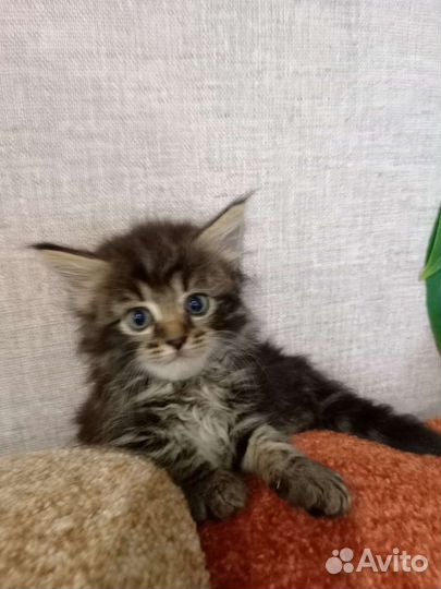 Котята в добрые руки мальчики