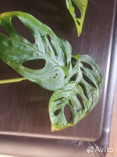 Монстера Манки маск