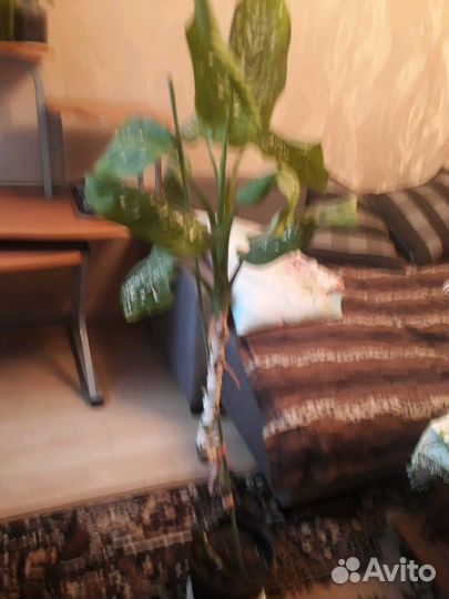 Диффенбахия