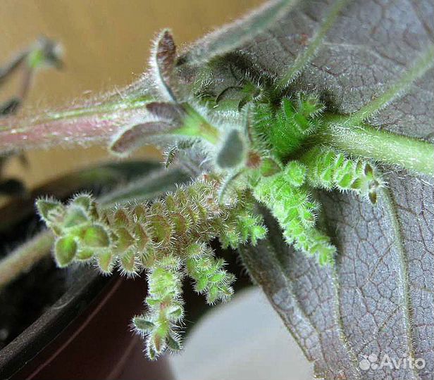 Колерии (разные сорта)