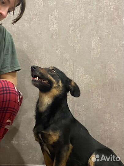 Маленькая собака