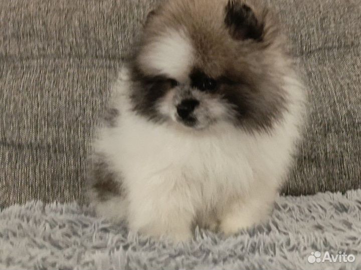 Померанский шпиц