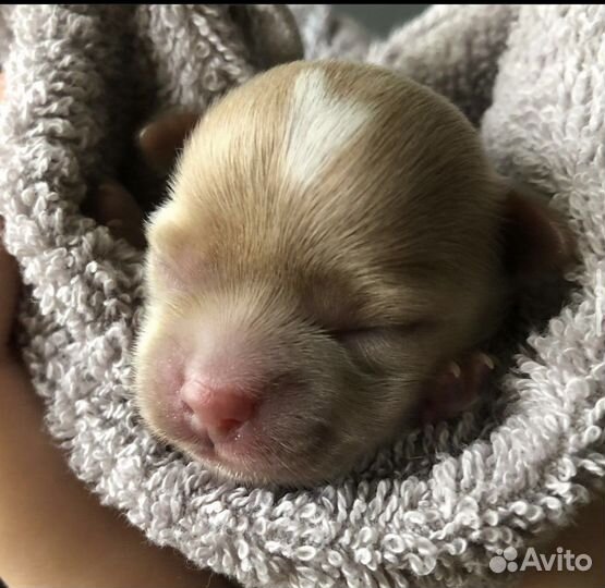 Щенки Мальтипу