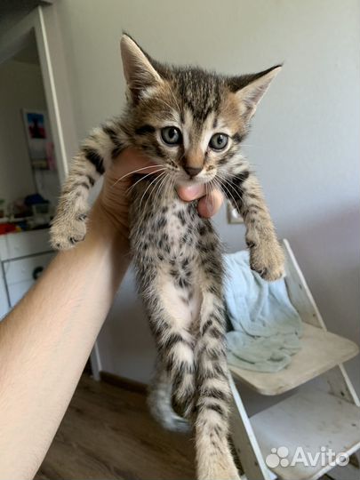 Шикарные котята от умнейшей красавицы кошки