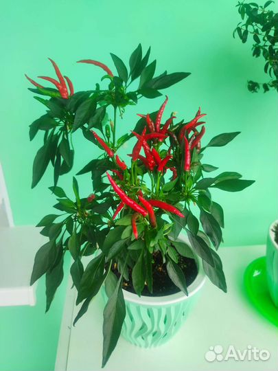 Перец комнатный острый