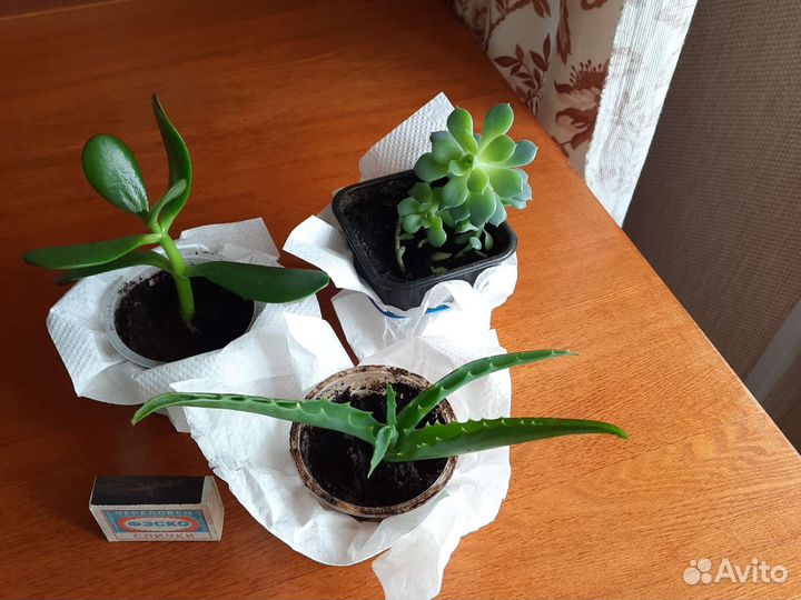 Алоэ (столетник), толстянка, декабрист и др