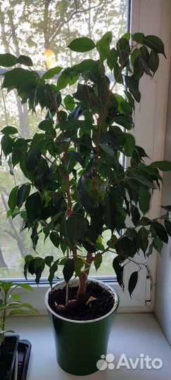 Фикус бенджамина