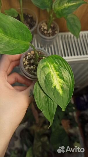 Диффенбахия Камилла