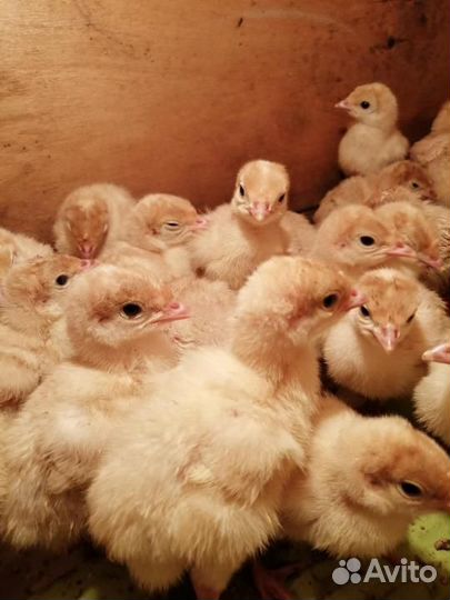 Цыплята Кобб 500
