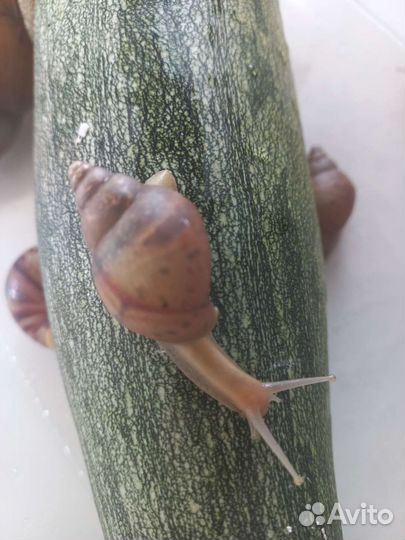 Улитки Ахатины фулика родация