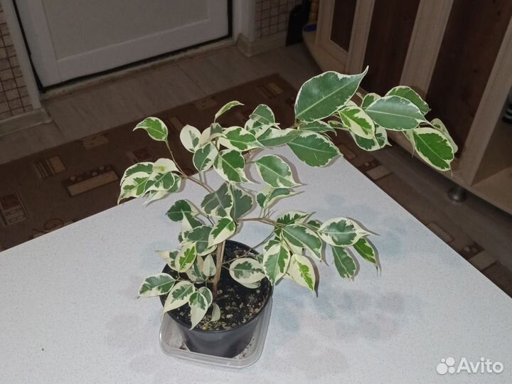 Фикус Бенджамина