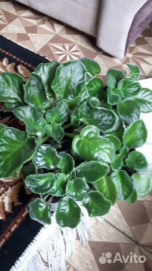 Фиалки, стрептокарпус