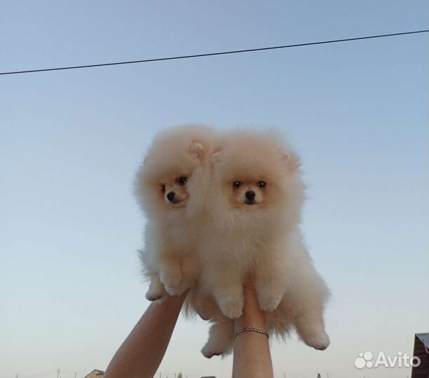 Померанский шпиц