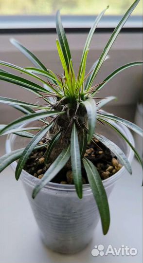 Пахиподиум