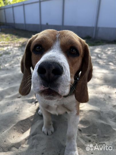 Вязка бигль