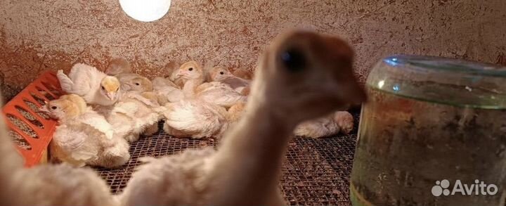 Индюки индюшата