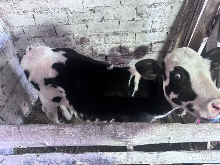 Продается телка