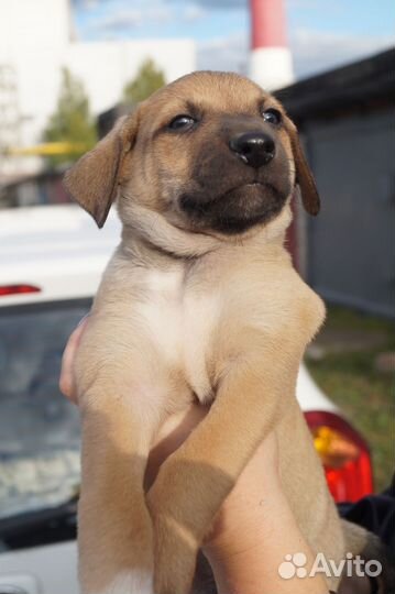 Щенок мальчик в добрые руки