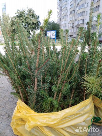 Сосна, ель обыкновенная сеянцы зкс