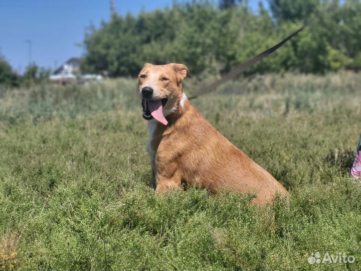 Собака в добрые руки