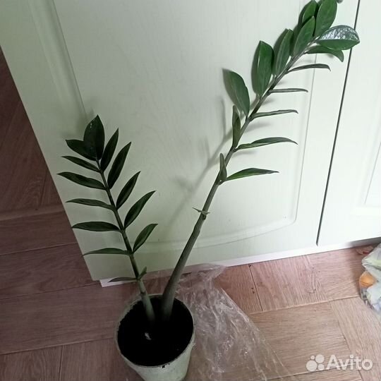 Замиокулькас