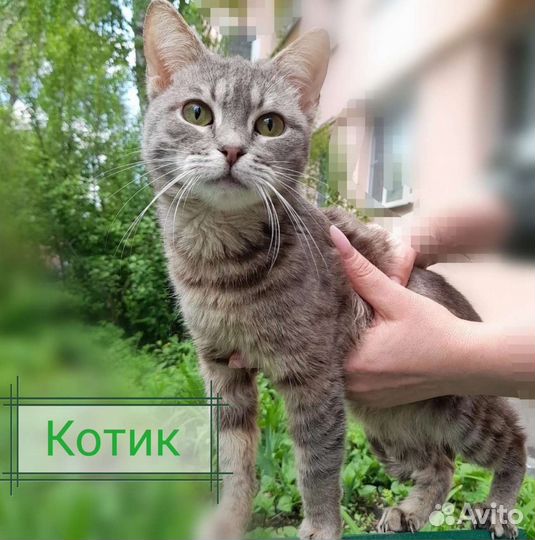 Скромный спокойный мальчик Тимофей ищет дом