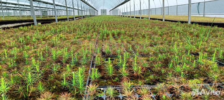 Сеянцы ели европейской зкс опт