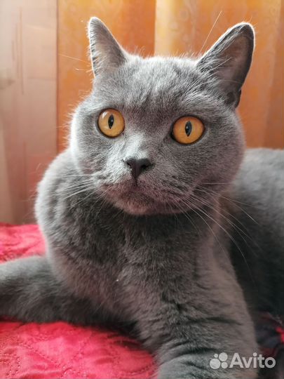 Кот в добрые руки, британец, стерелизован, охотник