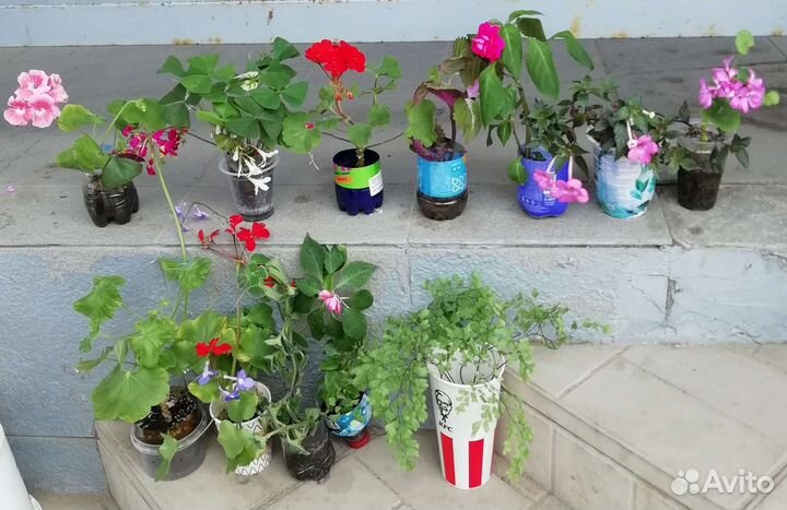 Кислица оксалис, помидоры комнатные, ривина низкая